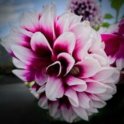 Close-up of pink dahlia blooming outdoors