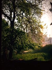 Low angle view of silhouette trees against sky