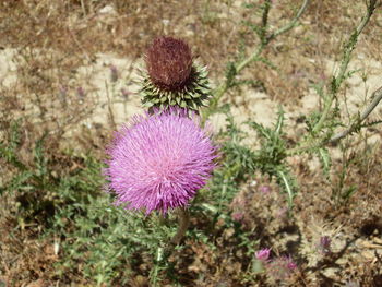 Close-up of pink flower