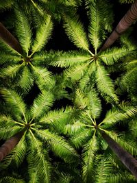 Directly below shot of palm tree leaves