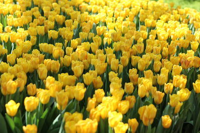 Close-up of yellow tulips in field