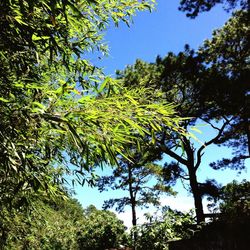 Low angle view of trees against clear sky