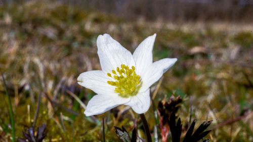 Close-up of white crocus flower on field