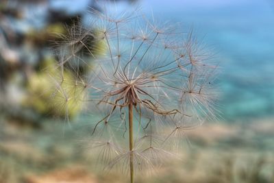 Close-up of dry dandelion against sky