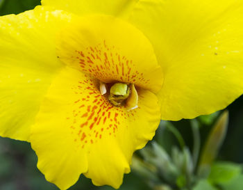 Close-up of insect on yellow flower