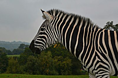 Giraffe standing on field