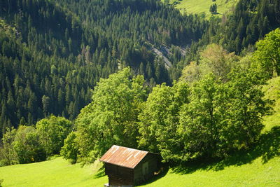 Scenic view of pine trees in forest