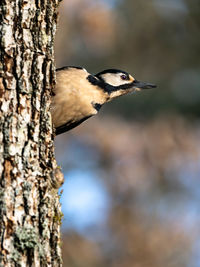 A great spotted woodpecker peeking out behind a tree trunk. the picture is taken in sweden.