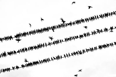 Low angle view of birds flying in sky