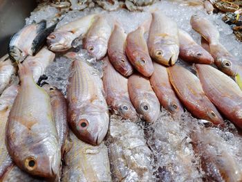 Close-up of fish for sale in market
