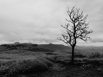 Bare tree on field against sky