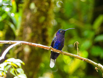Close-up of bird perching on branch