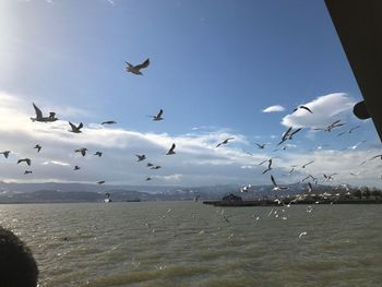 Birds flying over sea against sky