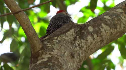 Close-up of bird perching on tree