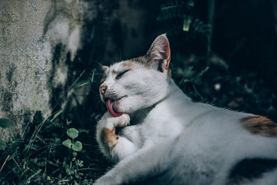 Close-up of cat yawning