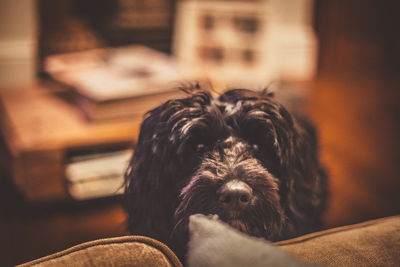 Close-up of hairy dog at home