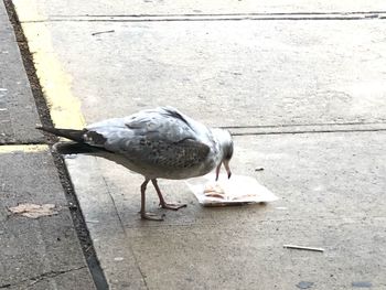 High angle view of seagull eating food on footpath