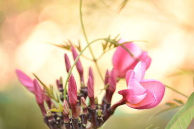 Close-up of pink flowers blooming outdoors