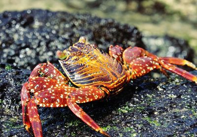 Close-up of crab in water