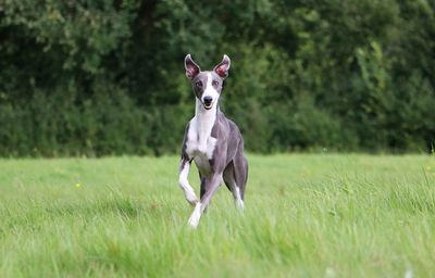 Dog running on field