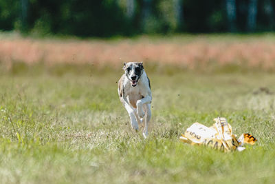 Whippet dog