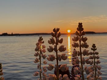 Scenic view of sea against sky during sunset