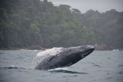 View of a turtle in sea