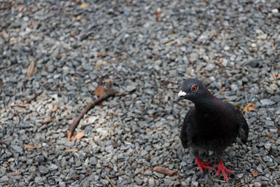 High angle view of bird perching on rock