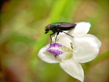 Close-up of insect on flower