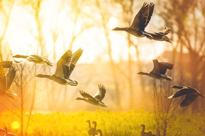 Close-up of bird flying against sky