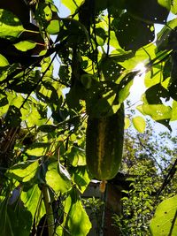 Low angle view of fruits on tree