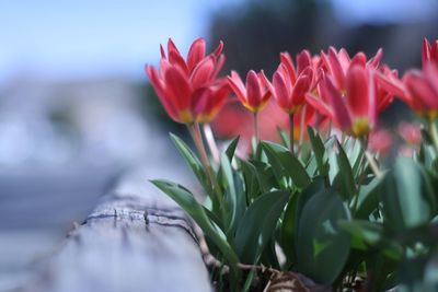 Close-up of red flower