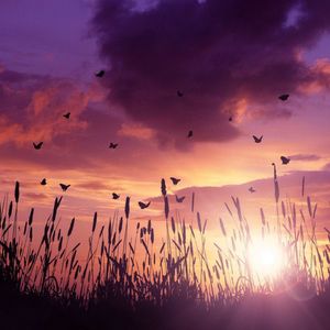 Silhouette birds flying against sky during sunset