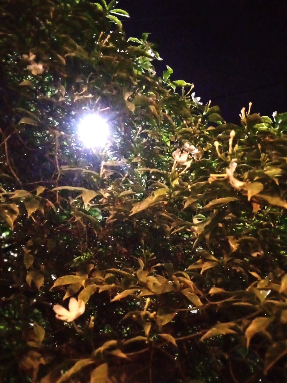 night, light, plant, tree, nature, low angle view, leaf, no people, illuminated, growth, branch, lens flare, sky, flower, plant part, outdoors, darkness, beauty in nature, autumn, tranquility, reflection, glowing