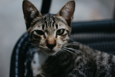 Close-up portrait of a cat