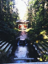 Trees in water against sky