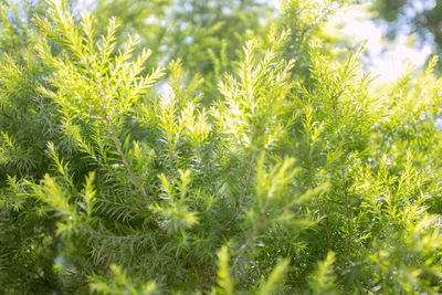 Close-up of fresh green plants on field