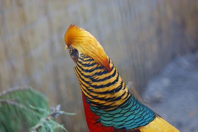 Close-up of bird