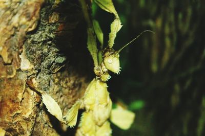 Close-up of insect on tree trunk