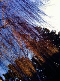 Low angle view of bare trees