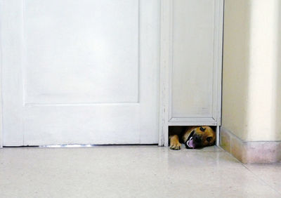 Portrait of dog coming out from door