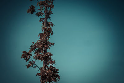 Low angle view of tree against clear blue sky