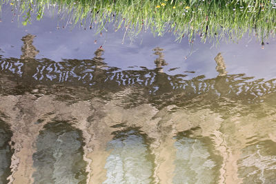 High angle view of wet plants in lake