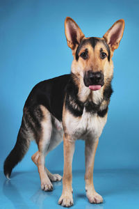 Portrait of dog standing against blue background