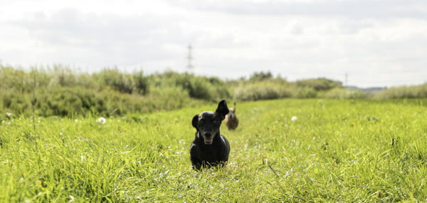 Black horse in a field