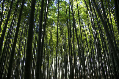 Low angle view of bamboo trees in forest