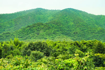Scenic view of forest against clear sky