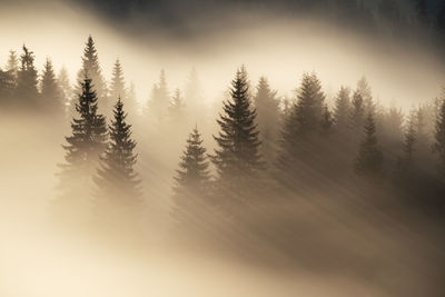 Trees in forest against sky