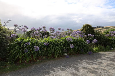 Purple flowering plants by road against sky