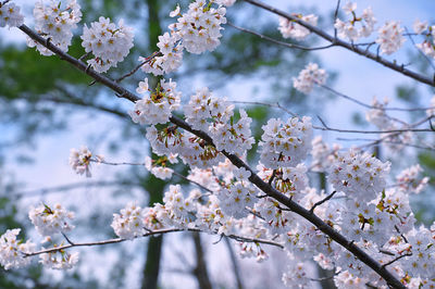 Low angle view of cherry blossoms in spring